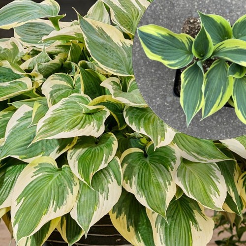 Hosta 'Hi-Class' - Hosta 'Hi-Class' C1/1L